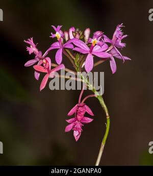 Haufen schöner rot/rosa Blüten von Epidendrum ibaguense, Crucifix Orchid, auf dunkelbraunem Hintergrund, in Australien Stockfoto