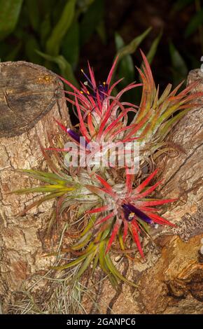 Tillandsia fuego, eine Bromeliade, Air Plant, mit leuchtend rotem Laub und winzigen violetten Blüten, die auf einem Baumstumpf in einem Garten in Queensland Australien wächst Stockfoto