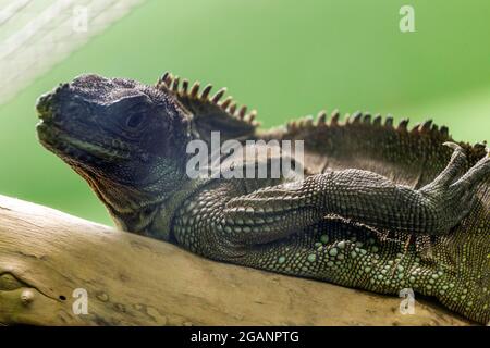 Ctenosaura similis, allgemein bekannt als schwarzer Stachelschwanziguan, schwarzer Leguan im Sosto Zoo in Nyiregyhaza, Ungarn Stockfoto