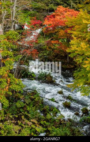 Wunderschöne herbstliche Landschaft des Flusses Akan von der Takimi-Brücke aus gesehen, einem Touristenziel in Hokkaido, Japan Stockfoto