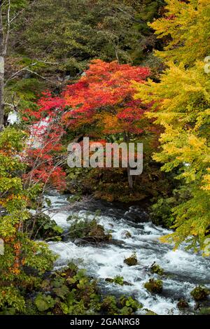 Wunderschöne herbstliche Landschaft des Flusses Akan von der Takimi-Brücke aus gesehen, einem Touristenziel in Hokkaido, Japan Stockfoto