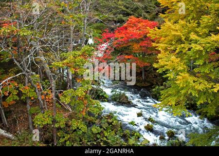 Wunderschöne herbstliche Landschaft des Flusses Akan von der Takimi-Brücke aus gesehen, einem Touristenziel in Hokkaido, Japan Stockfoto