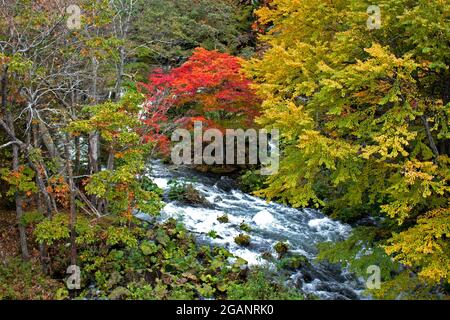 Wunderschöne herbstliche Landschaft des Flusses Akan von der Takimi-Brücke aus gesehen, einem Touristenziel in Hokkaido, Japan Stockfoto