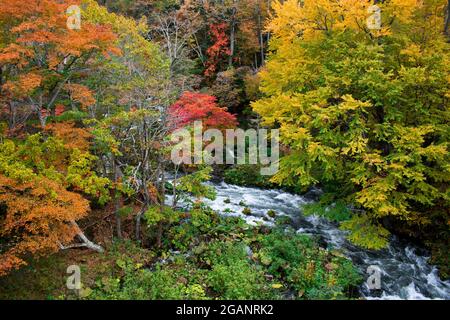 Wunderschöne herbstliche Landschaft des Flusses Akan von der Takimi-Brücke aus gesehen, einem Touristenziel in Hokkaido, Japan Stockfoto