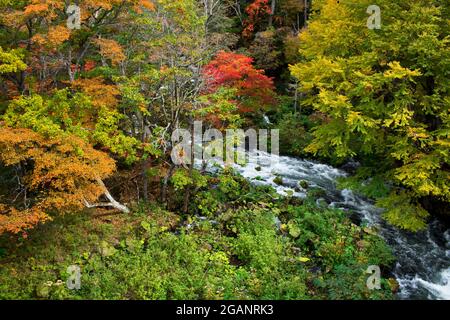 Wunderschöne herbstliche Landschaft des Flusses Akan von der Takimi-Brücke aus gesehen, einem Touristenziel in Hokkaido, Japan Stockfoto