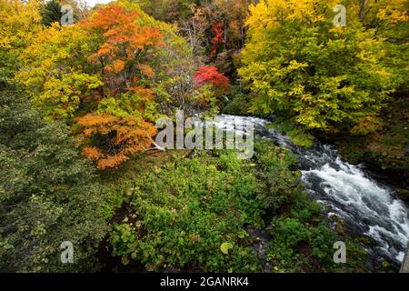 Wunderschöne herbstliche Landschaft des Flusses Akan von der Takimi-Brücke aus gesehen, einem Touristenziel in Hokkaido, Japan Stockfoto