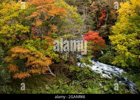 Wunderschöne herbstliche Landschaft des Flusses Akan von der Takimi-Brücke aus gesehen, einem Touristenziel in Hokkaido, Japan Stockfoto