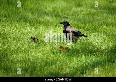 Bukarest, Rumänien - 27. Mai 2021: Eine Nebelkrähe sitzt auf einem grünen Grasfeld in einem Park in Bukarest. Stockfoto