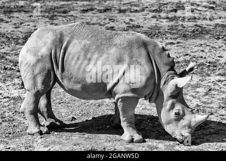 Natürlicher Lebensraum von weißem schwarzem Nashorn in einem schlammigen Gelände - Australian Great Western Plains Park in schwarz-weiß Umwandlung. Stockfoto