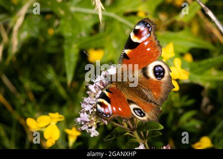 Ein Pfau buttly bestäubt eine Blume. Grün verschwommener Hintergrund Stockfoto