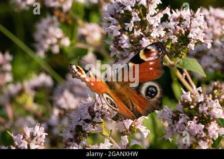 Ein Pfau buttly bestäubt eine Blume. Grün verschwommener Hintergrund Stockfoto