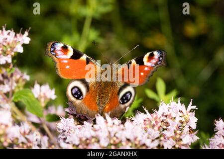 Ein Pfau buttly bestäubt eine Blume. Grün verschwommener Hintergrund Stockfoto