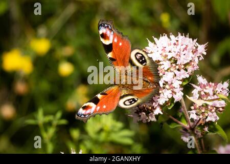 Ein Pfau buttly bestäubt eine Blume. Grün verschwommener Hintergrund Stockfoto