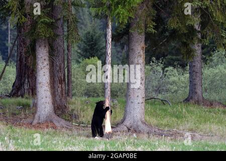 Schwarzbär ernährt sich von der Kambiumschicht, nachdem er die Rinde von der westlichen Lärche entfernt hatte. Yaak Valley, nordwestlich von Montana. (Foto von Randy Beacham) Stockfoto