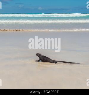 Marine Iguana (Amblyrhynchus cristatus) am Tortuga Beach im quadratischen Format, Insel Santa Cruz, Galapagos, Ecuador. Stockfoto