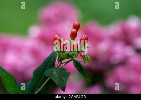 Hypericum androsaemum, rote Früchte von tutsan vor unscharfem rosafarbenem Hintergrund Stockfoto