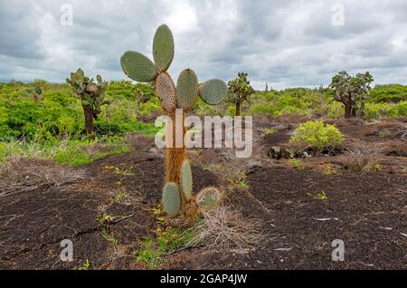 Vulkanlandschaft mit Opuntia-Kaktus in der Nähe des Vulkans Sierra Negra auf Isla Isabela, Galapagos-Inseln, Ecuador. Stockfoto