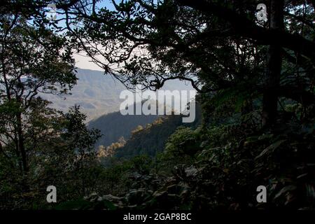 Tropischer Vegetationswald im West Java Hochland Indonesien Stockfoto