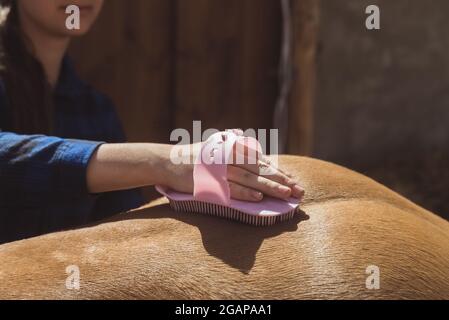 Weibliche Pferdebesitzerin, die Staub von ihrem Pferd abbürstet. Hellbraun mit einer blonden Mähne, die auf der Pferderanch gereinigt wird. Mädchen hält ein Pferd Bürste schrubben das glänzende Pferd Mantel. Stockfoto