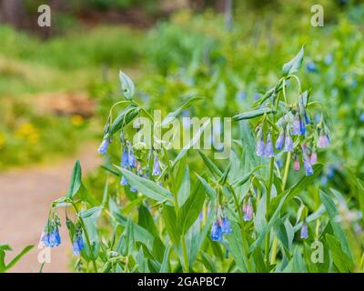 Nahaufnahme der Mertensia ciliata Blossom in Utah Stockfoto