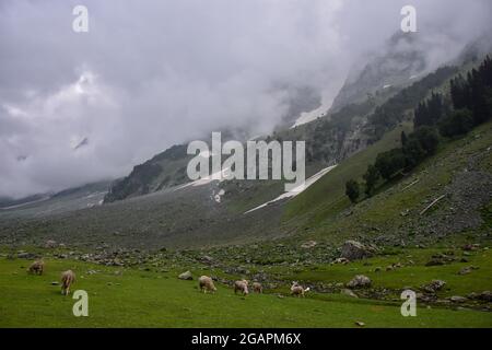 Kaschmir, Indien. Juli 2021. In Sonamarg, etwa 100 km von Srinagar entfernt, wird an einem bewölkten Tag eine Herde Schafe auf einem Feld grasen sehen. Kredit: SOPA Images Limited/Alamy Live Nachrichten Stockfoto