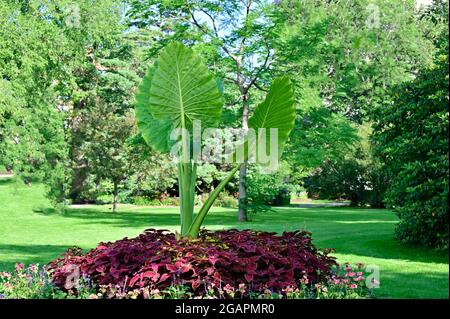 Riesige Alocasie. Wunderschöne Landschaft. Öffentlicher Garten Stockfoto