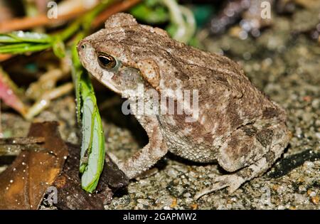 Gulf Coast Kröte (Incilius nebulifer) jugendlich sitzen an einem Gartenbett, Nahaufnahme Blick. Gemeinsam mit den südlichen Feuchtteilen der USA. Stockfoto