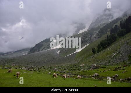Kaschmir, Indien. Juli 2021. In Sonamarg, etwa 100 km von Srinagar entfernt, wird an einem bewölkten Tag eine Herde Schafe auf einem Feld grasen sehen. (Foto von Saqib Majeed/SOPA Images/Sipa USA) Quelle: SIPA USA/Alamy Live News Stockfoto