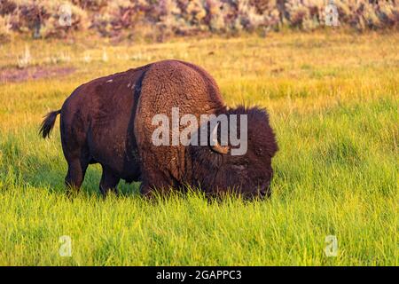 Ein Bulle American Bison (Bison Bison) grast im hohen Gras im Lamar Valley Gebiet des Yellowstone National Park, Wyoming, USA. Stockfoto