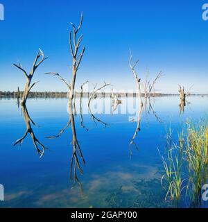 Reflexionen von toten Bäumen auf dem Lake Mulwala NSW Stockfoto