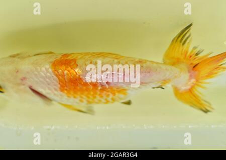 Schuppenverlust auf dem Rücken von kranken Löwenkopf-Goldfischen. Draufsicht. Stockfoto