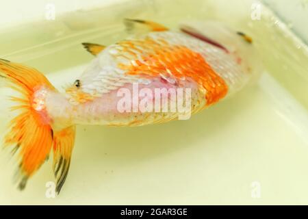 Schuppenverlust auf dem Rücken von kranken Löwenkopf-Goldfischen. Es schwimmt auch auf der Wasseroberfläche aufgrund von Schwimmblasenerkrankungen. Draufsicht. Stockfoto