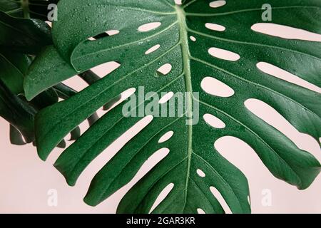 Natürlicher Hintergrund mit tropischen Monstera-Blättern auf rosa Hintergrund. Stockfoto