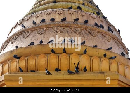 Taubenvögel auf der Pagode in Myanmar. Konzept der Vogelgrippe oder Vogelgrippe. Stockfoto