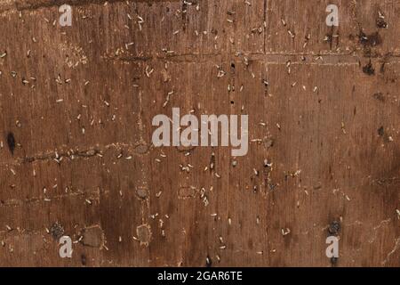 Holzschichten, die durch viele Termiten beschädigt wurden. Tote Termiten. Stockfoto