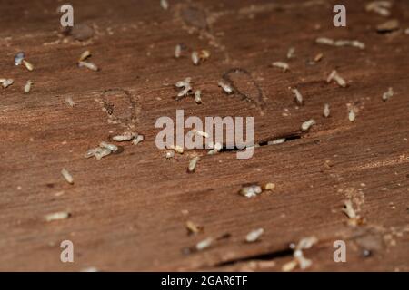 Holzschichten, die durch viele Termiten beschädigt wurden. Tote Termiten. Nahaufnahme. Stockfoto