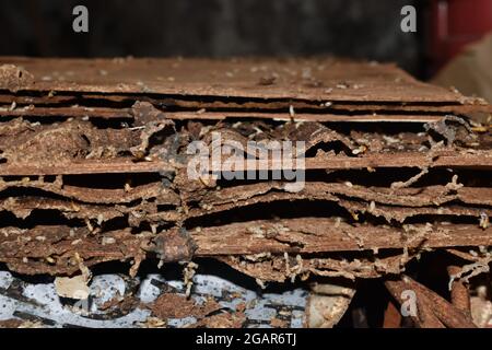 Holzschichten, die durch viele Termiten beschädigt wurden. Tote Termiten. Stockfoto