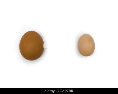 Vergleich von Hähnchenei und bantam-Ei. Isoliert auf Weiß. Stockfoto