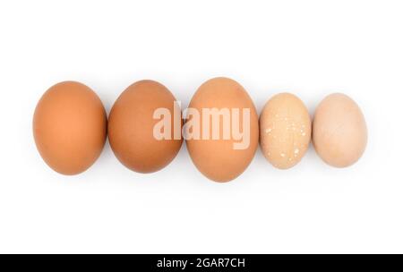 Vergleich von Standard-Hühnereiern und bantam-Eiern. Isoliert auf Weiß. Stockfoto