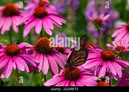 Dieses Bild zeigt eine Nahaufnahme eines Monarchen-Schmetterlings, der sich von leuchtend rosa Kegelblumen (Echinacea purpurea) ernährt, die in einem sonnigen Ziergarten blühen Stockfoto