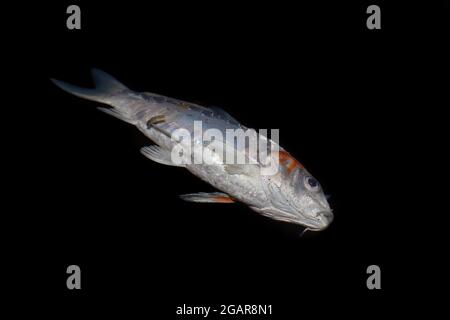 Kohaku Koi-Fische starben an schlechter Wasserqualität, d. h. Ammoniakvergiftung. Isoliert auf Schwarz. Rechte untere Ansicht. Stockfoto