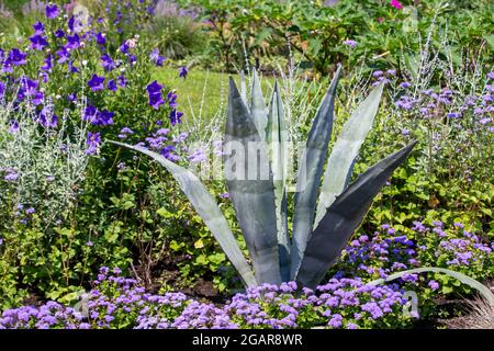 Nahaufnahme einer Agavenpflanze in einem sonnigen Ziergarten Stockfoto