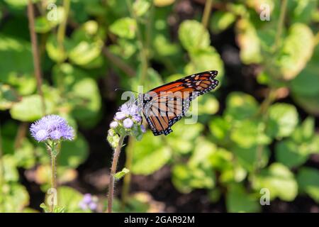 Dieses Bild zeigt eine Nahaufnahme eines Monarchen-Schmetterlings, der sich von leuchtend blauen Ageratum-Blüten ernährt, die in einem sonnigen Ziergarten blühen Stockfoto