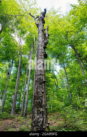 Toter Baum im Buchenwald, Gebirge Vihorlat, Slowakische republik. Sommerszene. Wanderthema. Stockfoto