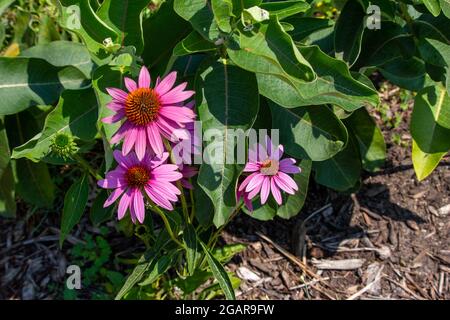 Dieses Bild zeigt eine Nahaufnahme von leuchtend rosa Kegelblumen (Echinacea purpurea), die in einem sonnigen Ziergarten blühen Stockfoto