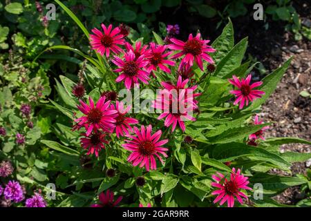 Dieses Bild zeigt eine Nahaufnahme von leuchtend roten Astern (asteraceae), die in einem sonnigen Ziergarten blühen Stockfoto