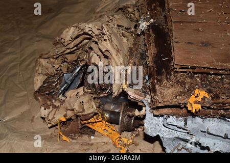 Papier- und Holzschichten, die durch viele Termiten beschädigt wurden. Tote Termiten. Stockfoto