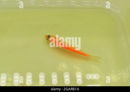 Orange Zebra Danio Fische starben an schlechter Wasserqualität, d.h. Ammoniakvergiftung. Tote kleine Fische auf der Wasseroberfläche. Stockfoto