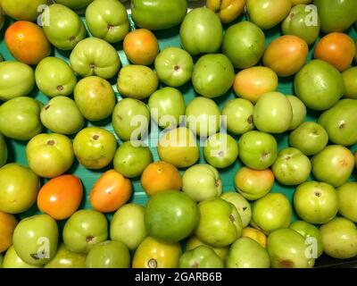 Frische und unreife grüne Tomaten auf grünem Hintergrund. Muster mit grünen Früchten. Stockfoto