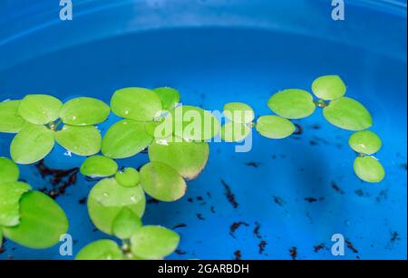 Startseite Aquarium schwimmende Pflanzen namens Amazon frogbit oder Limnobium laevigatum von Süßwasserfischen gebissen. Seitenansicht. Stockfoto